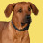 United Pets Complete me S ошейник для собак 16х260/400 мм, черный с разноцветными булавками