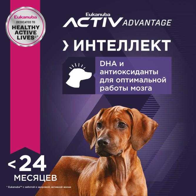 Сухой корм Eukanuba Puppy Large Breed для щенков крупных пород с курицей - 3 кг