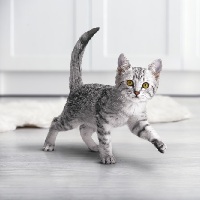 Purina One сухой корм для котят от 1 до 12 месяцев с курицей и цельными злаками - 750 г