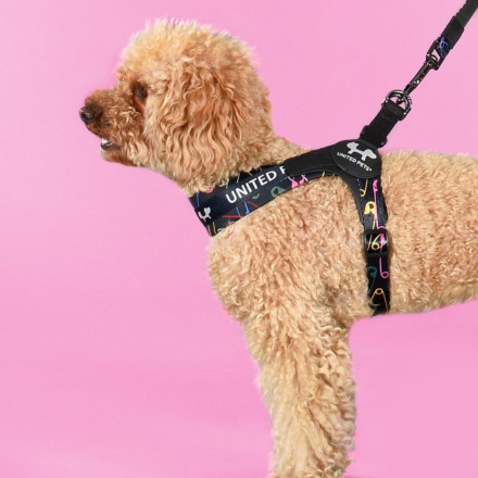 United Pets Complete me 1.5 - XS шлейка для собак, 34-42 см, черная с разноцветными булавками