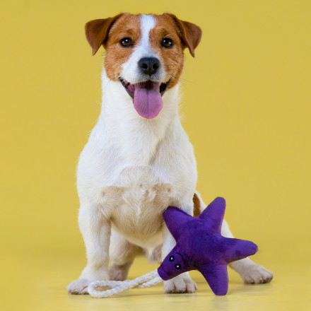 Mr.Kranch игрушка для собак мелких и средних пород Звездочка с канатом и пищалкой, 26х16х5 см, фиолетовая