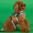 United Pets Complete me 3.5 - XL шлейка для собак, 48-64 см, розово-голубой тай-дай