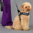 United Pets Complete me 3.5 - XL шлейка для собак, 48-64 см, черная с разноцветными булавками