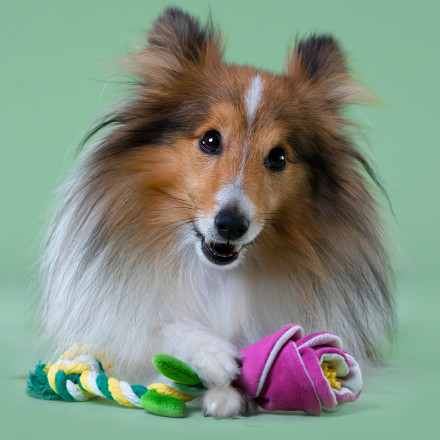 Mr.Kranch игрушка для собак мелких и средних пород Роза с канатом, 29х5х5 см, розовая