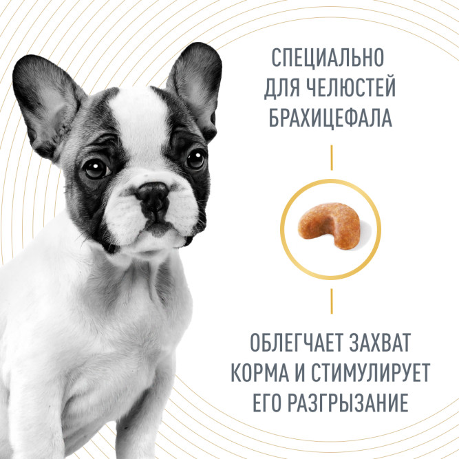 Royal Canin French Bulldog Puppy сухой корм для щенков породы французский бульдог в возрасте до 12 месяцев - 10 кг