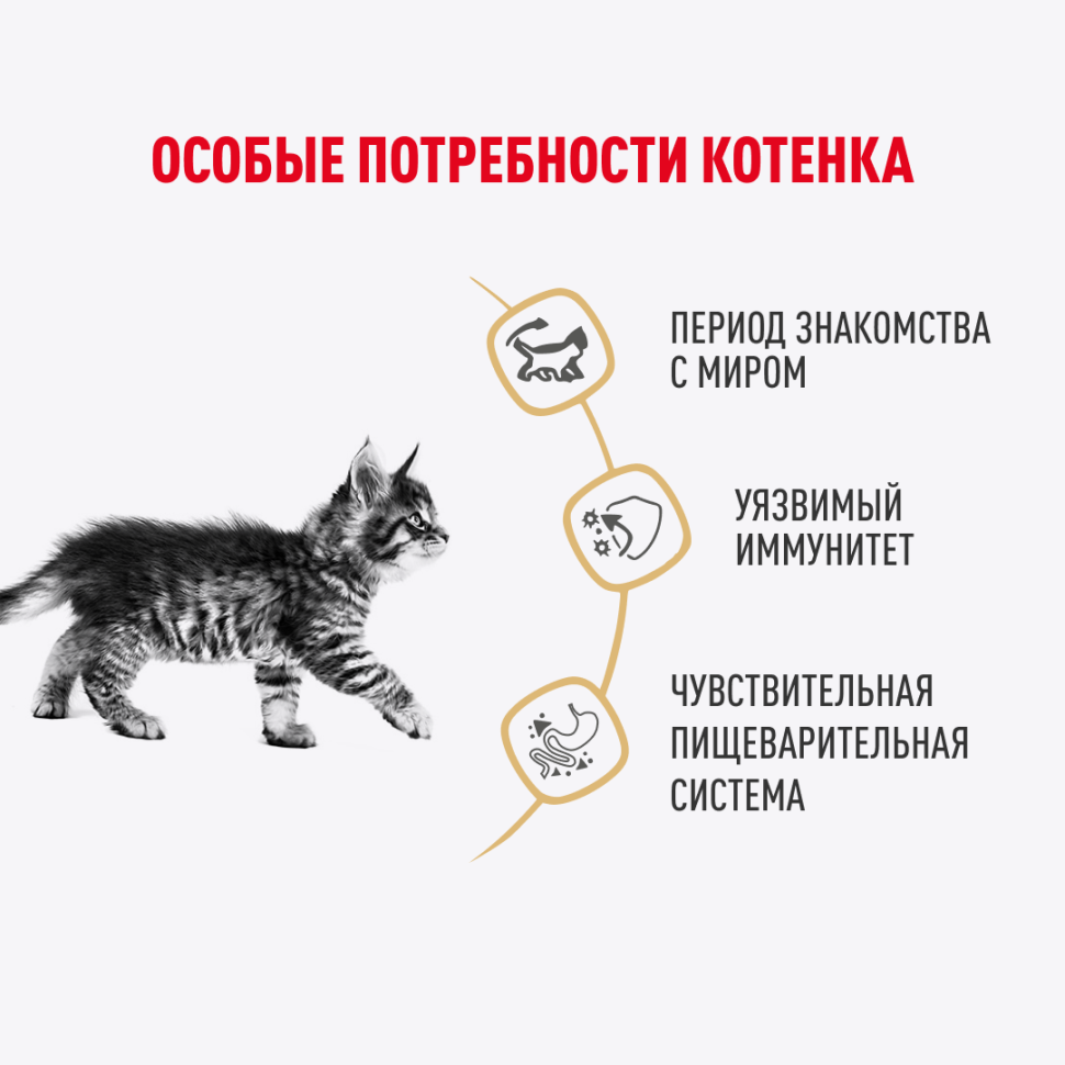 Royal Canin Maine Coon Kitten влажный корм для котят породы мейн-кун до 15  месяцев, в соусе, в паучах - 85 г х 28 шт - купить в Москве | КотМатрос