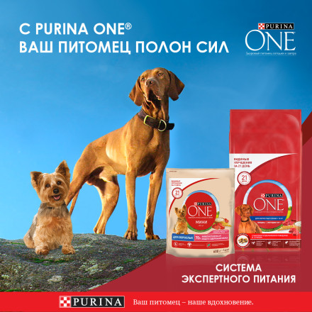 Purina ONE сухой корм для взрослых собак средних и крупных пород с ягненком и рисом - 10 кг