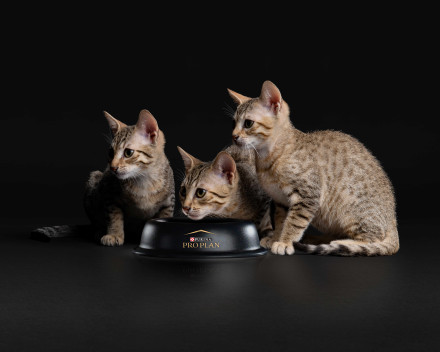 Pro Plan Kitten Sterilised сухой корм для стерилизованных котят с лососем - 1,5 кг