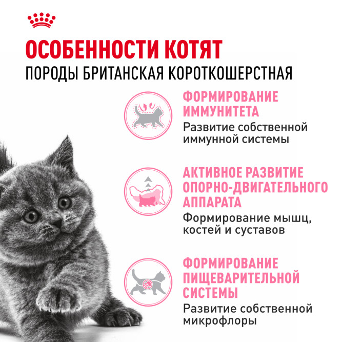 Royal Canin Kitten British Shorthair сухой корм для котят породы британская гладкошерстная - 10 кг