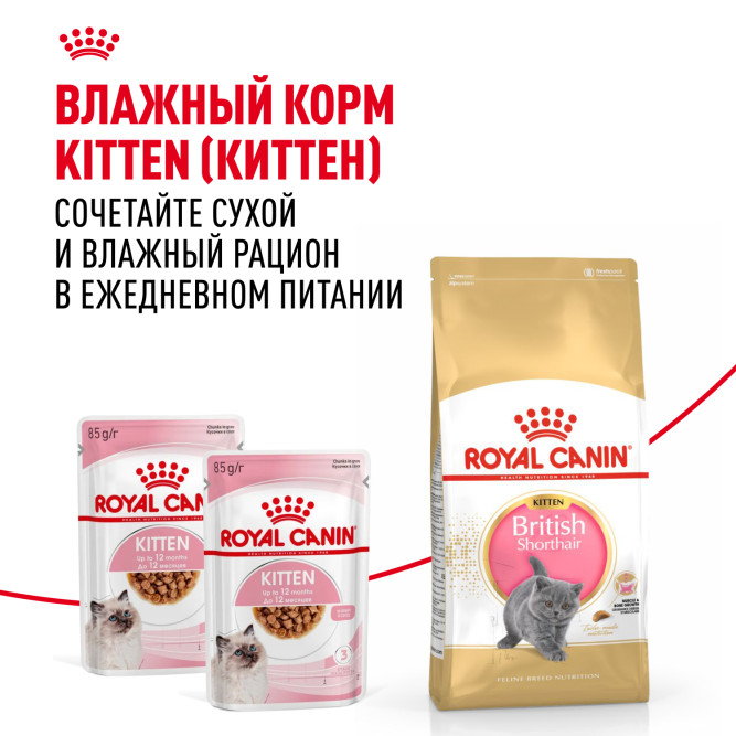 Royal Canin Kitten British Shorthair сухой корм для котят породы британская гладкошерстная - 10 кг