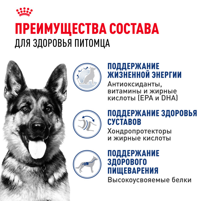 Royal Canin Maxi Ageing 8+ сухой корм для стареющих собак крупных пород старше 8 лет - 15 кг