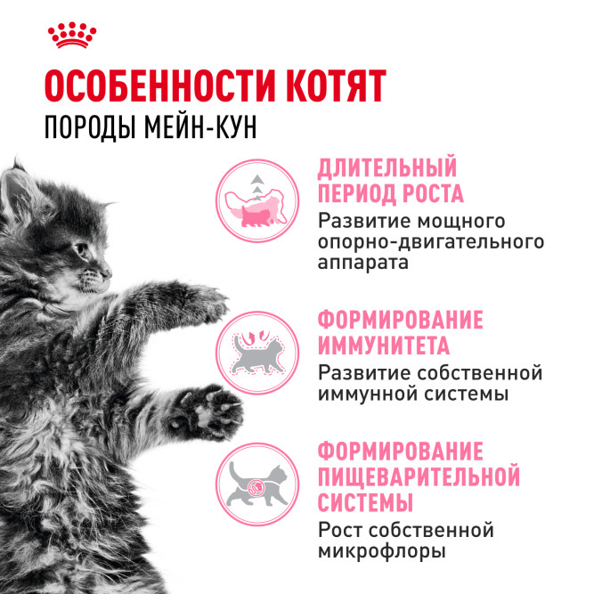 Royal Canin Kitten Maine Coon для котят породы Мэйн Кун от 4 до 15 месяцев - 4 кг