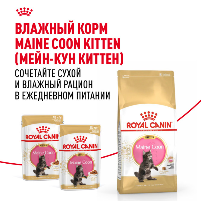 Royal Canin Kitten Maine Coon для котят породы Мэйн Кун от 4 до 15 месяцев - 4 кг