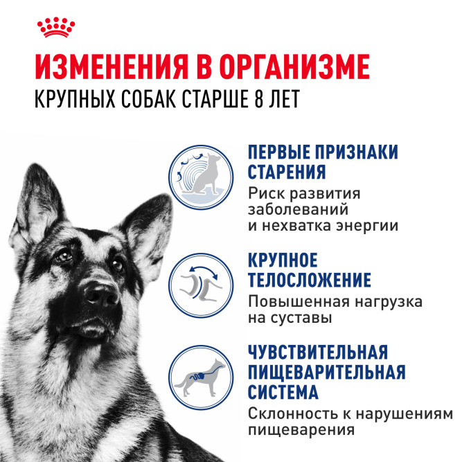 Royal Canin Maxi Ageing 8+ корм для стареющих собак крупных размеров в возрасте старше 8 лет - 3 кг