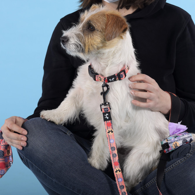 United Pets Complete me Forever ошейник для собак, M 34-56/2 см, оранжевый с рисунком