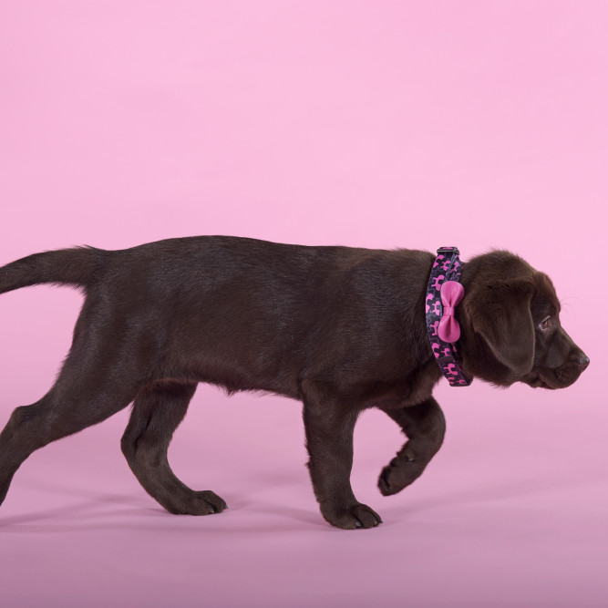 United Pets Complete me Identity ошейник для собак, S 26-40/1,6 см, черный с розовым