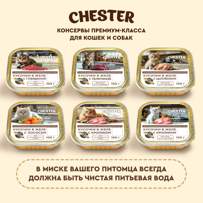 Chester влажный корм для котят, кусочки в желе с телятиной, в ламистерах - 100 г х 16 шт