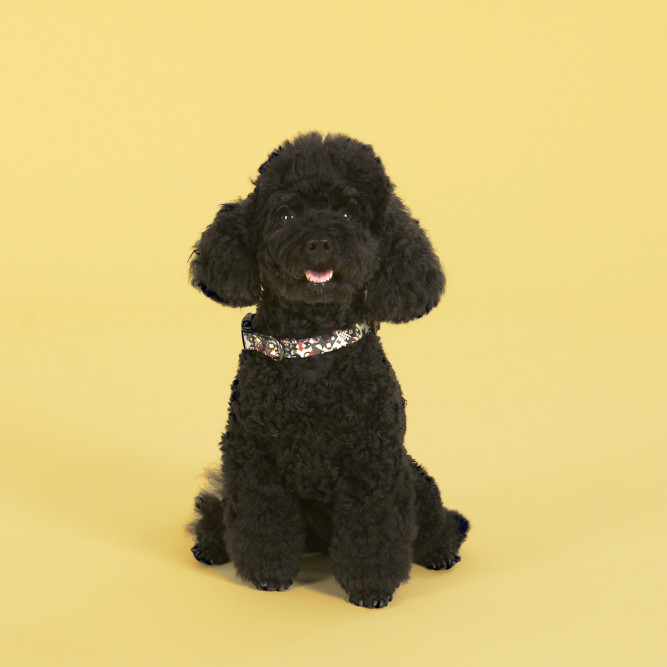 United Pets Complete me ошейник для собак, M 34-56/2 см, разноцветный рисунок