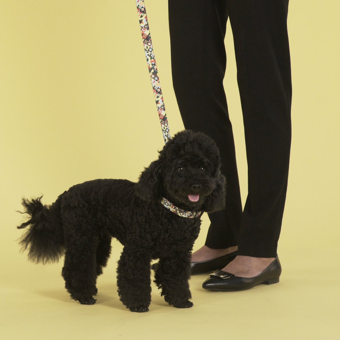 United Pets Complete me ошейник для собак, M 34-56/2 см, разноцветный рисунок