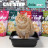 Cat Step Arctic Fresh Mint наполнитель впитывающий силикагелевый с ароматом мяты - 3,8 л (1,7 кг)