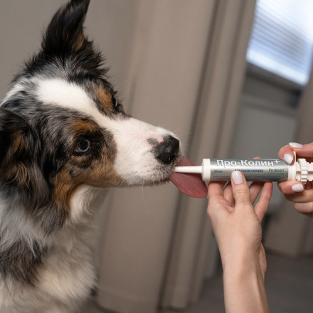Protexin Проколин для лечения диареи и пищевых расстройств у собак и кошек 15 мл