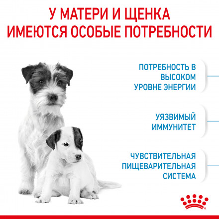 Royal Canin Mini Starter Mother &amp; Babydog сухой корм для щенков, беременных и лактирующих сук мелких пород - 1 кг