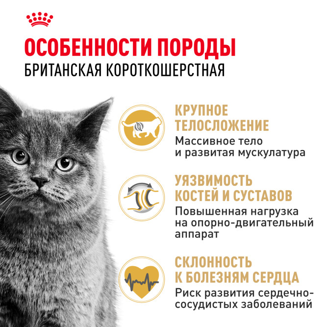Royal Canin British Shorthair Adult сухой корм для взрослых кошек породы британской короткошерстной - 10 кг