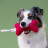 Mr.Kranch игрушка для собак мелких и средних пород Косточка с канатом 31х9х4см, ярко розовая