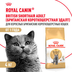 Royal Canin British Shorthair 34 для породы Британская короткошерстная старше 12 мес - 4кг