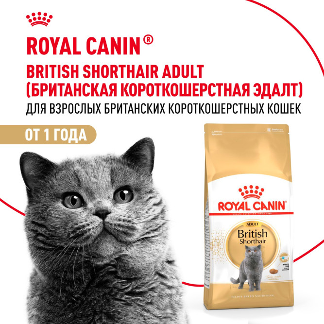 Royal Canin British Shorthair 34 для породы Британская короткошерстная старше 12 мес - 4 кг