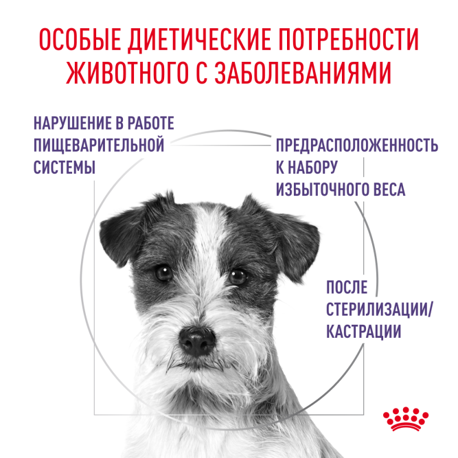 Royal Canin Neutered Adult Small Dog сухой корм для взрослых кастрированных собак мелких пород 800г