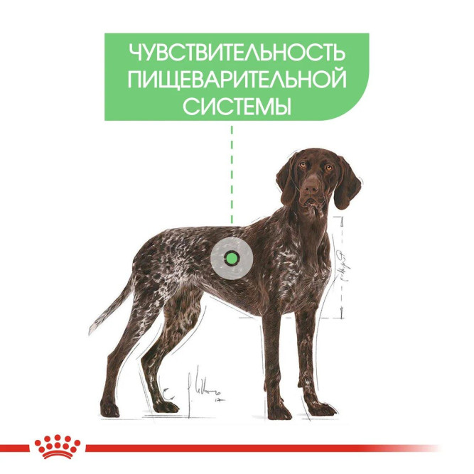 Royal Canin Maxi Digestive Care сухой корм для собак крупных пород с чувствительным пищеварением - 12 кг
