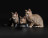 Pro Plan Kitten паучи для котят с говядиной в соусе - 85 г х 26 шт