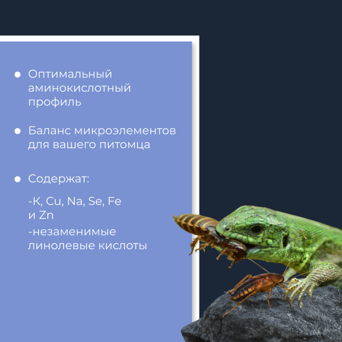 Yumster туркменский таракан консервированный - 40 г