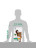 Perfect Fit сухой корм для взрослых стерилизованных кошек с курицей - 2,5 кг