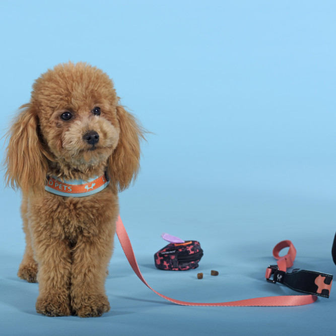 United Pets Complete me шлейка для собак, 1,5 x 34-42 см, голубая с оранжевым