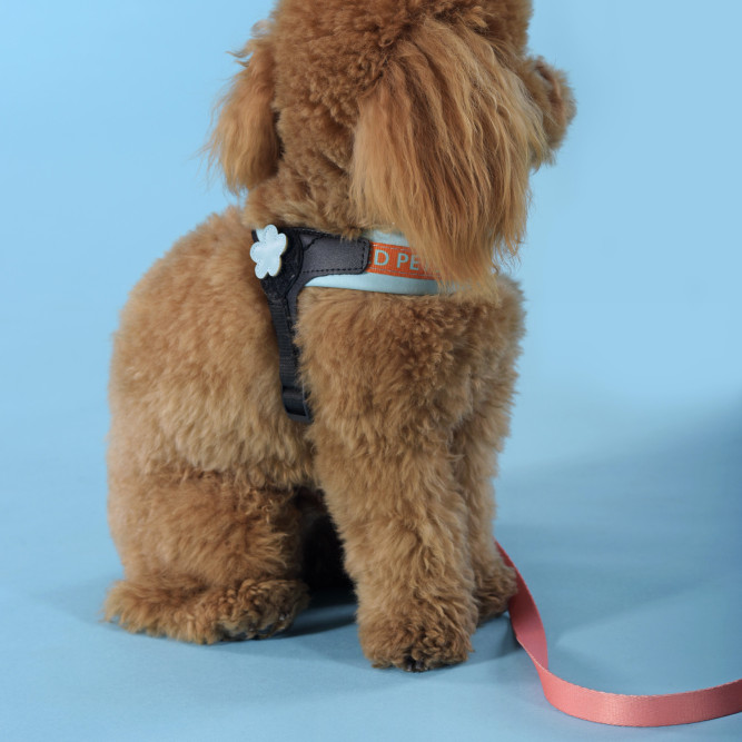 United Pets Complete me шлейка для собак, 1,5 x 34-42 см, голубая с оранжевым