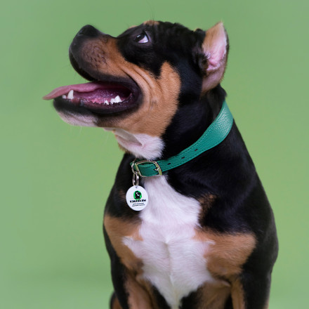 Mr.Kranch ошейник для собак из натуральной кожи с QR-адресником, 20-24 см, зеленый