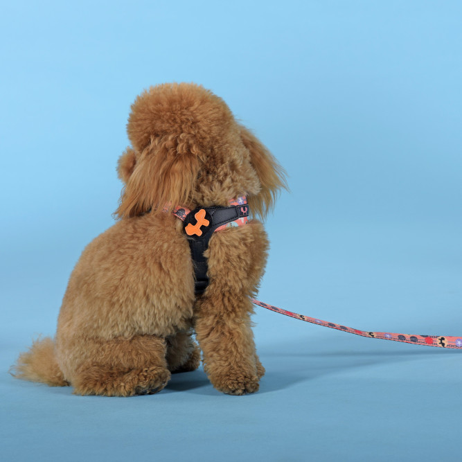 United Pets Complete me Forever шлейка для собак, 1,5 x 34-42 см, оранжевая с рисунком