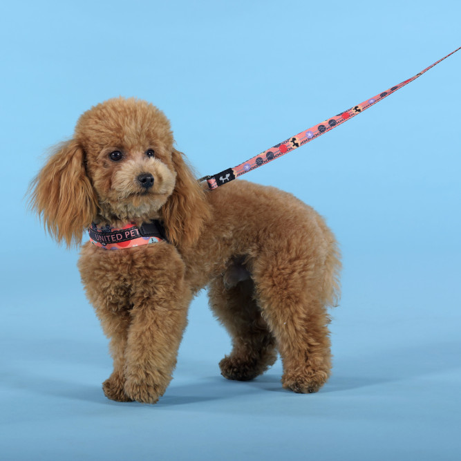 United Pets Complete me Forever шлейка для собак, 1,5 x 34-42 см, оранжевая с рисунком