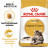 Royal Canin Maine Coon Adult сухой корм для взрослых кошек породы мейн - кун - 10 кг