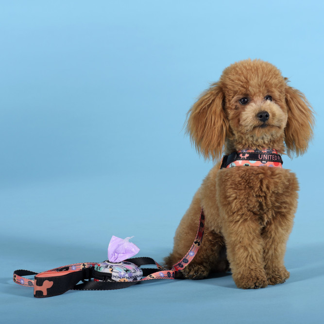 United Pets Complete me Forever шлейка для собак, 3,5 x 48-64 см, оранжевая с рисунком