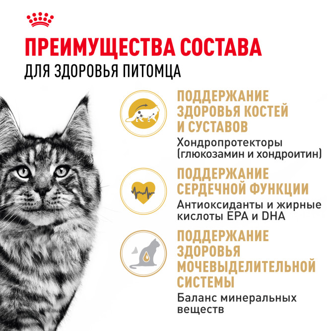 Royal Canin Maine Coon Adult для кошек породы мейн-кун в возрасте старше 15 месяцев - 4 кг