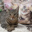 Cat Step Tofu Original наполнитель растительный комкующийся - 6 л (3 кг)