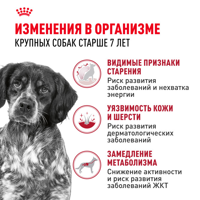 Royal Canin Medium Adult 7+ для стареющих собак средних размеров в возрасте 7 лет и старше - 4 кг